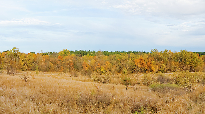 포토 JPG 해외이미지 나무 식물 여행 백그라운드 자연 하늘 사람없음 초록색 파란색 빛 컬러풀 햇빛 태양 뷰티 일출 황혼 새벽 산책 안개 시골 황금 저녁 숲 오솔길 땅 천국 내추럴 방법 밭일 생태학 해외포토 자연요소 교육 길 컬러 날씨 휴식 노을 일몰 야간 생태계 파일형식 이미지허브