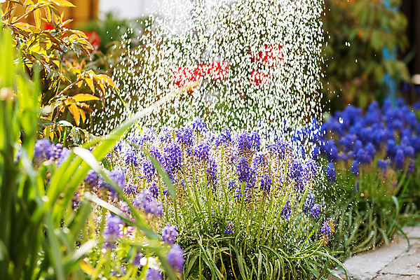 포토 JPG 해외이미지 식물 꽃 꽃무늬 손가락 자연 노동자 주택 함께함 잔디 취미 사람없음 야외 초록색 물 컬러풀 햇빛 태양 금속 정원 물뿌리개 성장 공구 침대 작업 센터 캔 물주기 원예 데이지 화단 분무기 돌봄 원예사 해외포토 자연요소 직업 손 컬러 가구 컨셉 무늬 모션 재질 건물 도구 생태계 파일형식 이미지허브