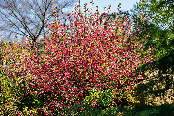 포토 JPG 해외이미지 나무 식물 계절 공원 꽃잎 꽃 분홍색 자연 하늘 친절 부활절 사람없음 야외 빨간색 파란색 컬러풀 정원 보라색 고요 봄 성장 벚꽃 흰색 나뭇가지 신선 개화 체리 순수 부드러움 목련 강렬 완벽 해외포토 공공시설 기념일 컬러 컨셉 과일 감각 생태계 파일형식 이미지허브