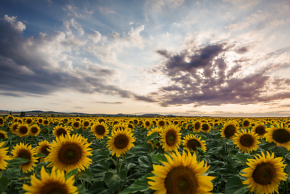 포토 JPG 해외이미지 주간 꽃밭 하늘 해바라기 사람없음 야외 일몰 해외포토 자연요소 꽃 노을 파일형식 이미지허브
