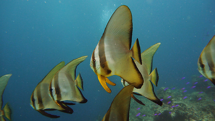 포토 JPG 해외이미지 동물 야생동물 바다 여행 백그라운드 자연 어류 풍경 사람없음 물 환경 바닷속 수중 수영 탐험 스노클링 산호 생태계 다이빙 장면 암초 발견 깊이 이국적 해외포토 자연요소 수중동물 수상스포츠 자포동물 수중스포츠 파일형식 이미지허브