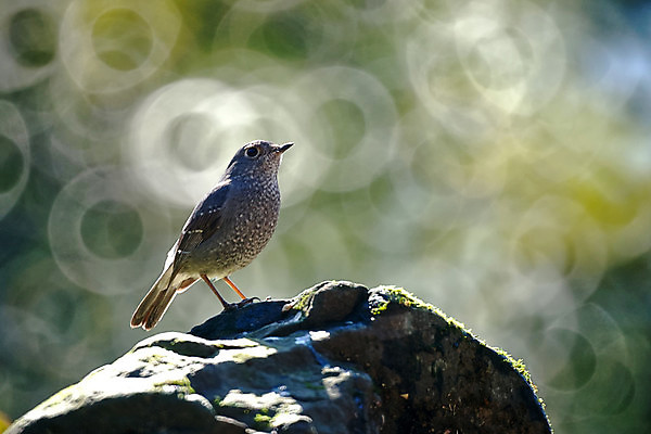 포토 JPG 해외이미지 나무 동물 공원 여자 아시아 백그라운드 패턴 자연 조류 사람없음 야외 초록색 물 빛 강 태양 귀여움 환경 맑음 회색 도넛 숲 작음 대만 깃털 질감 부리 보케 공상 내추럴 동물상 이국적 집게발 해외포토 자연요소 식물 공공시설 나라 컬러 컨셉 무늬 날씨 디저트 사람 조형물 크기 생태계 파일형식 이미지허브