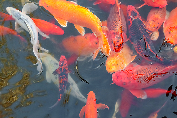 포토 JPG 해외이미지 동물 호수 오렌지 자연 어류 사람없음 빨간색 물 컬러풀 노란색 일본 수중 수영 흰색 연못 황금 금붕어 수족관 잉어 수유 해외포토 자연요소 아시아 컬러 과일 수중동물 수상스포츠 생태계 파일형식 이미지허브