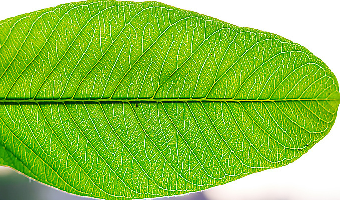 포토 JPG 해외이미지 나무 식물 잎 자연 추상 사람없음 초록색 환경 봄 흰색 신선 묘사 유기농 질감 정맥 내추럴 고립 해외포토 웰빙 계절 컬러 무늬 생태계 혈관 파일형식 이미지허브