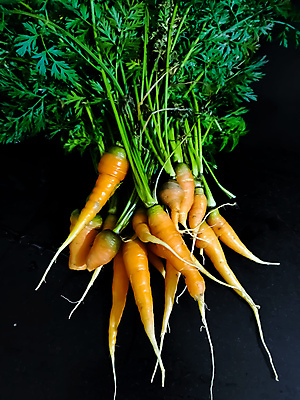 포토 JPG 해외이미지 음식 농업 다이어트 채소 오렌지 재료 자연 건강 사람없음 목재 초록색 주스 당근 샐러드 신선 시장 닫기 다발 먹기 준비 에코 유기농 날것 뿌리 섬유 건강식 내추럴 고립 바이오 숙성 채식주의자 해외포토 나무 웰빙 산업 음료 컬러 과일 모션 뿌리채소 환경 직물 생태계 채식 파일형식 이미지허브