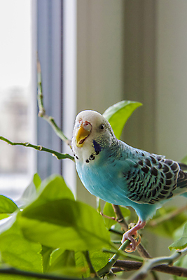 포토 JPG 해외이미지 식물 야생동물 잎 꽃무늬 날개 조류 주택 사람없음 초록색 파란색 컬러풀 나뭇가지 깃털 부리 앵무새 내추럴 이국적 해외포토 나무 동물 꽃 컬러 무늬 건물 파일형식 이미지허브