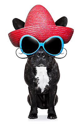 포토 JPG 해외이미지 동물 문화 안경 여행 의자 휴가 휴식 멕시코 사람없음 반려동물 수건 컬러풀 선글라스 여행객 축제 미국 뜨거움 유머 개 강아지 선탠 그늘 테리어 히스패닉 솜브레로 삼바 스페인어 야외의자 해외포토 모자_잡화 잡화 감정 컬러 가구 컨셉 북아메리카 포유류 사람 위생용품 전통의상 파일형식 이미지허브