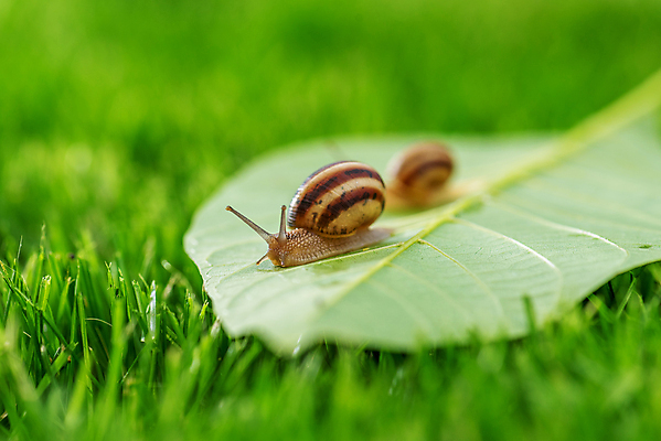 포토 JPG 해외이미지 식물 동물 공원 야생동물 백그라운드 잎 자연 벽지 아침 날씨 추상 사람없음 야외 초록색 물 컬러풀 햇빛 뷰티 갈색 환경 정원 맑음 일몰 봄 활발 물방울 신선 떨어짐 빗방울 순수 생물학 느림 내추럴 열대기후 해외포토 주간 자연요소 계절 공공시설 교육 컬러 컨셉 무늬 태양 노을 비_날씨 생태계 파일형식 이미지허브