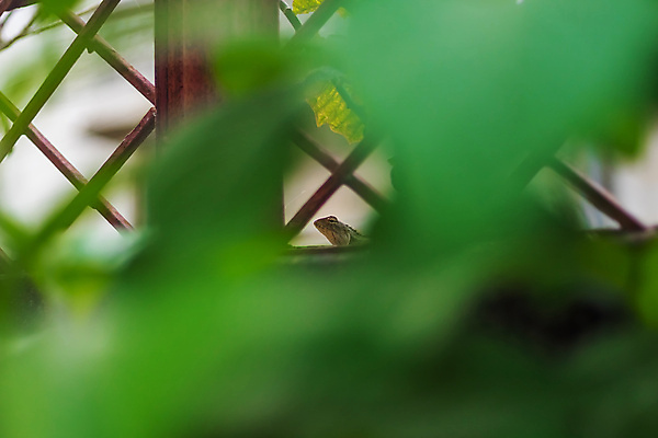 포토 JPG 해외이미지 동물 응시 야생동물 패턴 오렌지 파충류 자연 수염 동물원 종류 사람없음 빨간색 초록색 반려동물 뷰티 노란색 머리 우주 환경 정원 용 예수 보호 인도인 척추 묘사 공룡 싱글 눈금 생물학 도마뱀 이구아나 노려봄 몬스터 이국적 해외포토 외국인 시선 교육 컬러 컨셉 무늬 과일 뼈 표정 동양인 신체부위 신_종교 생태계 파일형식 이미지허브