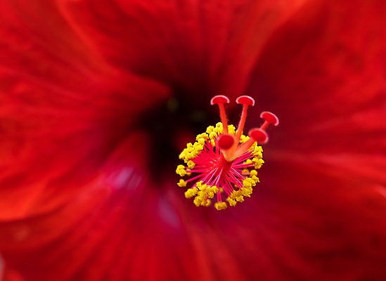 포토 JPG 해외이미지 식물 꽃잎 꽃 줄기 꽃다발 결혼 백그라운드 꽃무늬 자연 발렌타인데이 선물 사랑 사람없음 장식 빨간색 뷰티 평화 신혼여행 벚꽃 흰색 축하 신선 우아함 냄새 열정 약혼 7월 내추럴 패드 고립 천진난만 해외포토 감정 컬러 컨셉 무늬 데이이벤트 이벤트 날짜 생태계 약속 파일형식 이미지허브