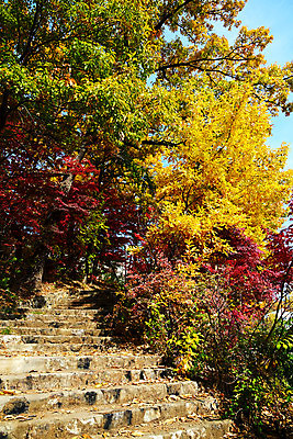 포토 JPG 해외이미지 나무 식물 공원 길 스포츠 백그라운드 잎 자국 자연 산 요정 이야기 풍경 사람없음 야외 목재 빨간색 초록색 빛 컬러풀 태양 노란색 계단 정원 맑음 산책 하이킹 가을 바위 나뭇가지 황금 숲 오솔길 방향 언덕 단계 내추럴 강렬 해외포토 자연요소 계절 공공시설 컬러 재료 레저 날씨 휴식 돌_바위 생태계 파일형식 이미지허브