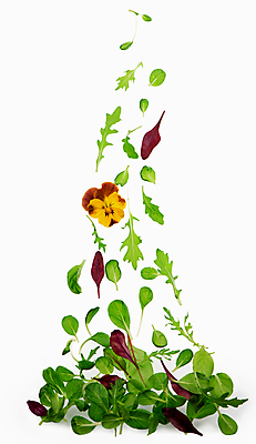 포토 JPG 해외이미지 사람없음 신선 시금치 루꼴라 식용꽃 해외포토 음식 채소 파일형식 이미지허브