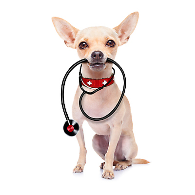 포토 JPG 해외이미지 동물 배너 포스터 종이 십자가 청진기 건강 병원 사람없음 빨간색 반려동물 상자 우주 건강관리 공백 방 고통 장비 간호사 의사 긴급 도움 신용카드 바이러스 개 질병 구조원 테리어 약국 치와와 수의사 조립 돌봄 헬프 해외포토 직업 감정 컬러 컨셉 포유류 의학 의료기기 모션 관리 금융 의료진 파일형식 이미지허브