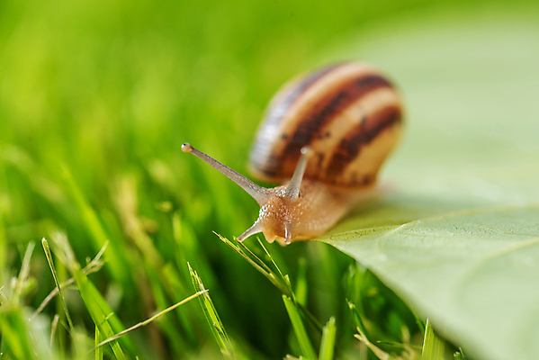 포토 JPG 해외이미지 식물 동물 공원 야생동물 백그라운드 잎 자연 벽지 아침 날씨 추상 사람없음 야외 초록색 물 여름 컬러풀 햇빛 뷰티 갈색 환경 정원 맑음 일몰 봄 활발 물방울 신선 떨어짐 빗방울 순수 달팽이 생물학 느림 내추럴 열대기후 해외포토 주간 자연요소 계절 공공시설 교육 컬러 컨셉 무늬 연체동물 태양 노을 비_날씨 생태계 파일형식 이미지허브