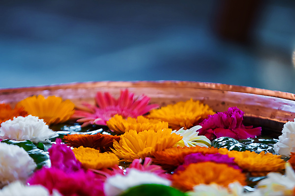 포토 JPG 해외이미지 식물 계절 꽃잎 꽃 백그라운드 잎 꽃무늬 패턴 밭 오렌지 자연 추상 사람없음 야외 장식 가로 초록색 컬러풀 뷰티 노란색 정원 봄 활발 벚꽃 화려 개화 비교 황금 순수 원예 질감 내추럴 강렬 광 줄서기 많음 해외포토 컬러 컨셉 무늬 농업 과일 모션 취미 생태계 파일형식 이미지허브