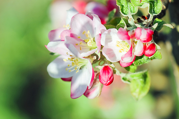 포토 JPG 해외이미지 나무 식물 계절 꽃 분홍색 액자 꽃무늬 자연 하늘 사람없음 야외 장식 가로 초록색 파란색 컬러풀 햇빛 와인 정원 일본 사진촬영 봄 성장 벚꽃 흰색 나뭇가지 시간 개화 체리 소프트포커스 방향 가득함 깊이 정부 해외포토 아시아 컬러 무늬 과일 주류 촬영기법 태양 촬영 생태계 파일형식 이미지허브
