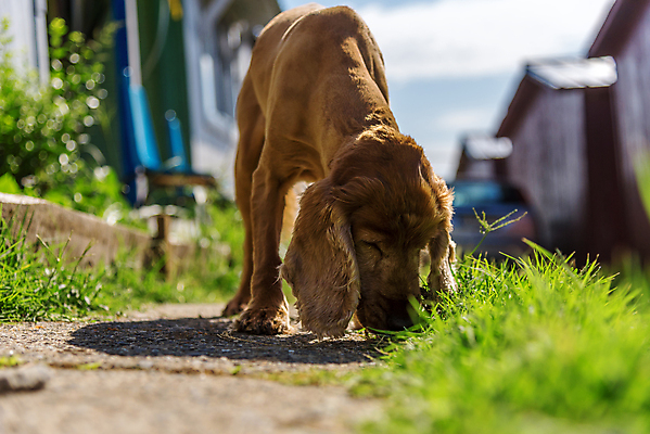 포토 JPG 해외이미지 주간 한마리 반려견 사람없음 야외 아웃포커스 반려동물 산책 코커스패니얼 강아지 소프트포커스 냄새 해외포토 자연요소 동물 1 휴식 촬영기법 스패니얼 개 파일형식 이미지허브