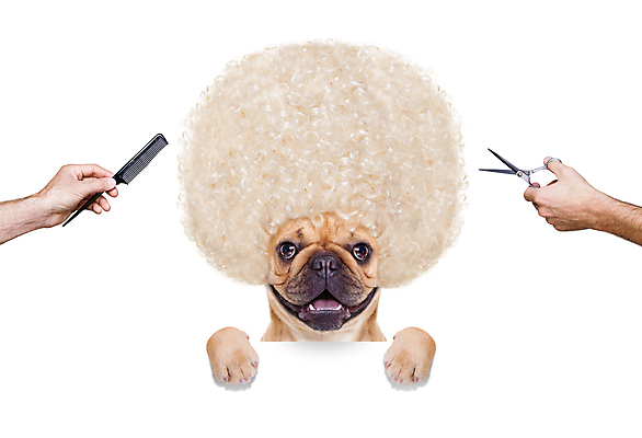 포토 JPG 해외이미지 한마리 헤어스타일 손 들기 사람없음 신체부위 뷰티 머리빗 강아지 흰배경 불독 동물라이프 스타일링 해외포토 동물 1 라이프스타일 백그라운드 모션 사람 반려동물 흰색 미용용품 개 파일형식 이미지허브