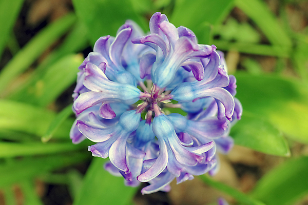 포토 JPG 해외이미지 식물 꽃잎 꽃 분홍색 잎 꽃무늬 자연 사람없음 초록색 파란색 뷰티 정원 보라색 봄 벚꽃 난초 제비꽃 해외포토 계절 컬러 무늬 생태계 파일형식 이미지허브