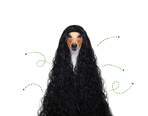 포토 JPG 해외이미지 동물 얼굴 곤충 놀이 털 건강 앉기 사람없음 반려동물 머리 우정 기차 대접 잡기 최고 유머 개 달콤 강아지 벌레 질병 피부 호기심 주인 수의사 기생충 알레르기 고립 어안 인내 해외포토 감정 육상교통 컨셉 포유류 의학 모션 대중교통 신체부위 친구 의사 바이러스 맛 파일형식 이미지허브