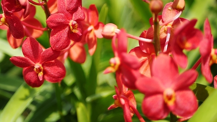 포토 JPG 해외이미지 식물 공원 꽃잎 꽃 백그라운드 꽃무늬 밭 휴식 미술 사람없음 아웃포커스 초록색 햇빛 뷰티 우주 정원 맑음 스파 봄 성장 벚꽃 신선 난초 닫기 선택 떨어짐 소프트포커스 에코 생태계 보케 향기 심플 생태학 이국적 파라다이스 해외포토 계절 공공시설 교육 컬러 컨셉 무늬 농업 모션 날씨 문화예술 촬영기법 태양 환경 냄새 파일형식 이미지허브