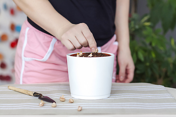 포토 JPG 해외이미지 나무 식물 계절 꽃 잎 전구 자연 주택 관리 사람없음 새싹 환경 흙 봄 성장 개화 냄비 원예 내추럴 돌봄 모종 해외포토 모션 취미 건물 솥 생태계 파일형식 이미지허브