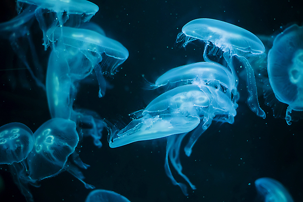 포토 JPG 해외이미지 여러마리 사람없음 파란색 바닷속 수중동물 자포동물 해파리 해외포토 동물 컬러 다수 수중 파일형식 이미지허브