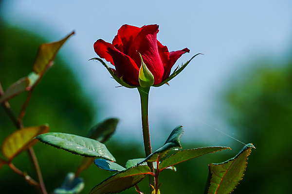 포토 JPG 해외이미지 식물 꽃 백그라운드 잎 자연 하늘 사람없음 빨간색 파란색 뷰티 장미 정원 화단 해외포토 컬러 생태계 파일형식 이미지허브