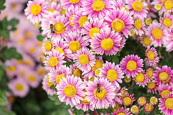 포토 JPG 해외이미지 식물 꽃 백그라운드 자연 조명 국화 사람없음 정원 화단 해외포토 생태계 파일형식 이미지허브