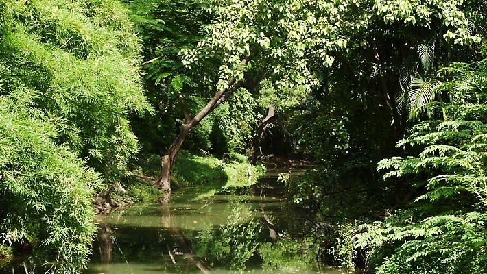 포토 JPG 해외이미지 주간 나무 식물 계절 공원 아시아 호수 선 잎 표면 날씨 풍경 사람없음 야외 가로 초록색 물 여름 강 환경 정원 맑음 화목 침묵 성장 저수지 연못 숲 그림 진흙 대야 생태학 카피스페이스 해외포토 자연요소 공공시설 교육 나라 컬러 컨셉 소리 공백 파일형식 이미지허브