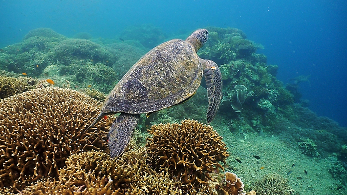 포토 JPG 해외이미지 동물 야생동물 바다 파충류 자연 어류 사람없음 초록색 물 파란색 바닷속 수중 수영 껍질 산호 거북이 다이빙 지느러미 암초 내추럴 이국적 해외포토 자연요소 컬러 수중동물 수상스포츠 자포동물 생태계 수중스포츠 파일형식 이미지허브