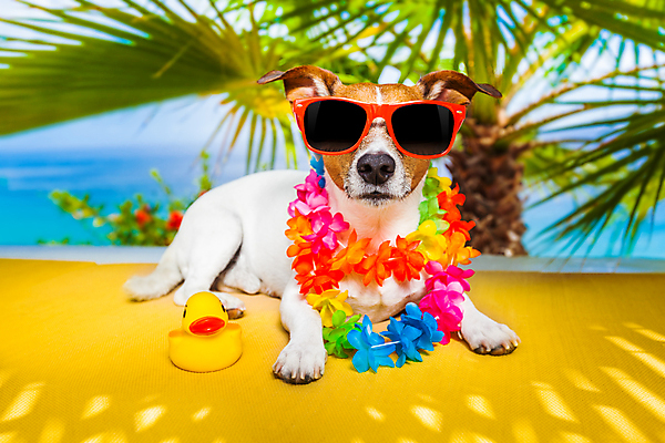 포토 JPG 해외이미지 바다 여행 휴가 휴식 그림자 앉기 사람없음 여름 반려동물 선글라스 야자수 개 강아지 그늘 테리어 꽃목걸이 서퍼 오리장난감 해외포토 나무 동물 계절 꽃 안경 컨셉 목걸이 포유류 모션 운동선수 장난감 파일형식 이미지허브