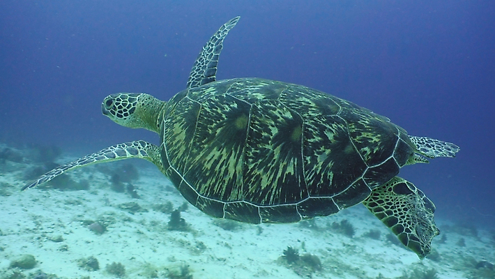 포토 JPG 해외이미지 동물 야생동물 바다 파충류 자연 어류 사람없음 초록색 물 파란색 바닷속 수중 수영 껍질 산호 거북이 다이빙 지느러미 암초 내추럴 이국적 해외포토 자연요소 컬러 수중동물 수상스포츠 자포동물 생태계 수중스포츠 파일형식 이미지허브