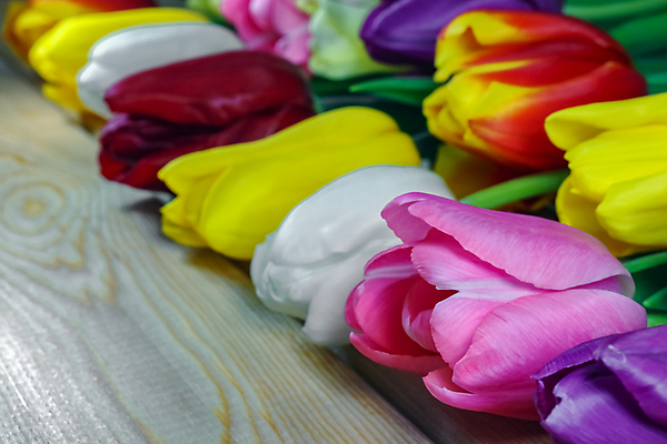 포토 JPG 해외이미지 식물 꽃잎 꽃 분홍색 꽃다발 꽃무늬 자연 부활절 선물 사람없음 빨간색 초록색 뷰티 노란색 보라색 봄 튤립 벚꽃 흰색 신선 다발 고립 해외포토 계절 기념일 컬러 무늬 생태계 파일형식 이미지허브