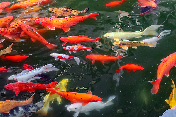 포토 JPG 해외이미지 동물 호수 오렌지 자연 어류 사람없음 빨간색 물 컬러풀 노란색 일본 수중 수영 흰색 연못 황금 금붕어 수족관 잉어 수유 해외포토 자연요소 아시아 컬러 과일 수중동물 수상스포츠 생태계 파일형식 이미지허브