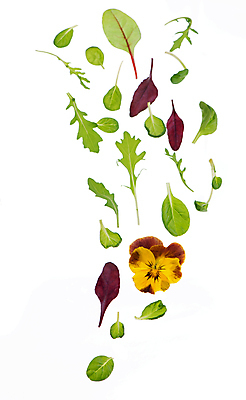 포토 JPG 해외이미지 사람없음 신선 시금치 루꼴라 식용꽃 해외포토 음식 채소 파일형식 이미지허브