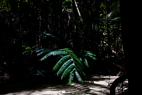포토 JPG 해외이미지 나무 식물 여행 백그라운드 잎 꽃무늬 패턴 자연 아침 휴가 휴식 멕시코 손바닥 한명 풍경 야외 장식 초록색 여름 빛 야자수 햇빛 태양 평화 환경 정원 고요 안개 흰색 호주 숲 신비 비밀 향수 질감 내추럴 고립 이국적 해외포토 주간 자연요소 1 손 계절 꽃 컬러 컨셉 북아메리카 무늬 날씨 사람 화장품 오세아니아 생태계 파일형식 이미지허브
