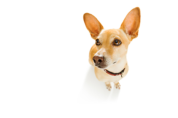 포토 JPG 해외이미지 동물 행복 얼굴 백그라운드 놀이 사랑 앉기 사람없음 반려동물 머리 쿠키 우정 듣기 기차 흰색 대접 잡기 최고 입 기다림 유머 닫기 개 달콤 강아지 호기심 코 각도 치와와 주인 고립 어안 인내 해외포토 감정 육상교통 컬러 컨셉 포유류 모션 디저트 대중교통 신체부위 친구 맛 파일형식 이미지허브