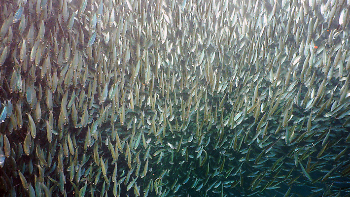 포토 JPG 해외이미지 아시아 야생동물 바다 자연 어류 사람없음 물 파란색 컬러풀 뷰티 수중 산호 은색 생태계 다이빙 암초 고등어 내추럴 청어 해외포토 자연요소 동물 나라 컬러 수영 수중동물 자포동물 수중스포츠 파일형식 이미지허브