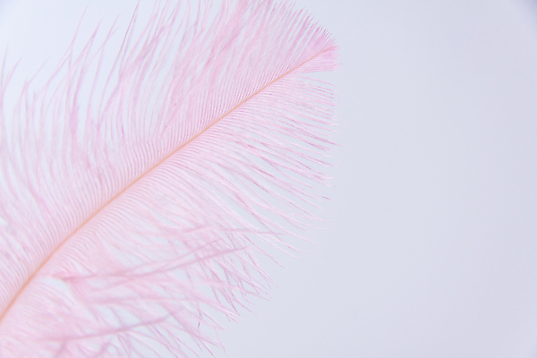 포토 JPG 해외이미지 컨셉 사람없음 장식 빛 컬러풀 뷰티 펜 유행 우주 흰색 공구 기록 매끈함 오브젝트 싱글 타조 서명 고립 해외포토 컬러 조류 필기구 도구 감각 파일형식 이미지허브