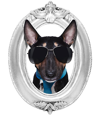 포토 JPG 해외이미지 동물 디자인 배너 포스터 종이 벽 백그라운드 프레임 미술 사람없음 목재 장식 반려동물 우주 사진촬영 공백 거울 방 수확 골동품 흰색 잡기 판넬 신용카드 화려 유머 황금 개 강아지 미술관 테리어 사인 그림 황소 복고 판지 고립 기르기 옛날 스타일 해외포토 나무 감정 컬러 컨셉 농업 재료 포유류 모션 문화예술 금융 촬영 소 돌봄 파일형식 이미지허브