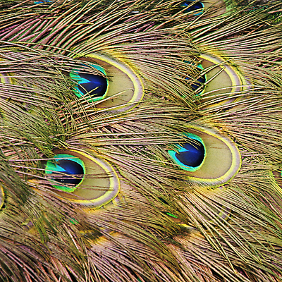 포토 JPG 해외이미지 동물 커플 자연 조류 사람없음 초록색 파란색 반짝임 컬러풀 뷰티 공작 깃털 꼬리 해외포토 컬러 관계 모션 생태계 파일형식 이미지허브