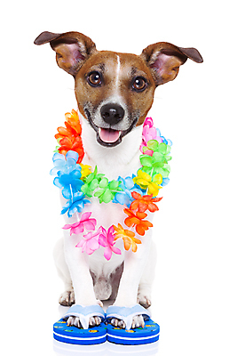 포토 JPG 해외이미지 동물 교육 꽃 여행 2 휴가 안내 주택 앉기 사람없음 반려동물 여행객 기차 흰색 유머 개 강아지 선탠 샌들 크루즈 체벌 하와이 송곳니 동성애자 고립 해외포토 식물 감정 육상교통 컬러 신발 배_교통 포유류 모션 대중교통 사람 건물 미국 치아 파일형식 성소수자 이미지허브