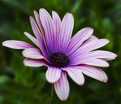 포토 JPG 해외이미지 식물 꽃잎 꽃 분홍색 백그라운드 꽃무늬 자연 사람없음 초록색 컬러풀 뷰티 노란색 정원 보라색 봄 벚꽃 개화 데이지 꽃가루 내추럴 해외포토 계절 컬러 무늬 가루 생태계 파일형식 이미지허브