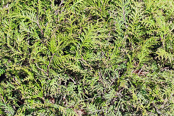 포토 JPG 해외이미지 식물 잎 밭 농업 자연 잔디 사람없음 초록색 정원 봄 성장 신선 허브 질감 로즈메리 내추럴 해외포토 계절 산업 컬러 생태계 파일형식 이미지허브