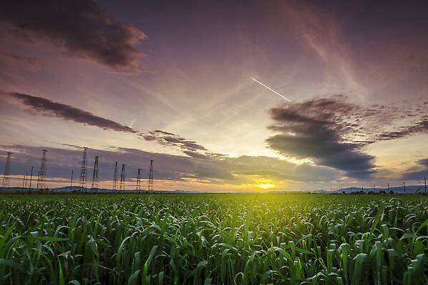 포토 JPG 해외이미지 식물 계절 줄기 백그라운드 밭 농업 자연 하늘 날씨 사람없음 야외 빨간색 초록색 파란색 빛 농작물 햇빛 태양 뷰티 농장 노란색 우주 일출 환경 황혼 일몰 봄 자유 시골 땅 밀 장면 밀짚 평야 수평선 해외포토 자연요소 산업 컬러 컨셉 곡류 노을 짚 생태계 파일형식 이미지허브