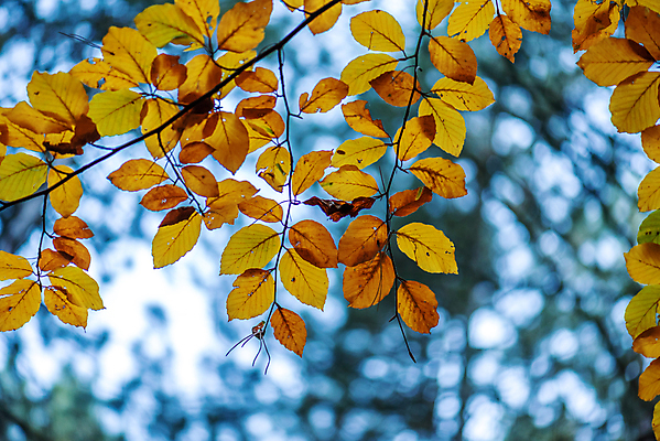 포토 JPG 해외이미지 나무 식물 계절 백그라운드 단풍 잎 패턴 오렌지 자연 벽지 추상 사람없음 야외 목재 빨간색 컬러풀 햇빛 뷰티 갈색 노란색 환경 맑음 화목 활발 나뭇가지 황금 숲 9월 11월 질감 10월 내추럴 해외포토 컬러 컨셉 무늬 과일 재료 날씨 태양 날짜 생태계 파일형식 이미지허브