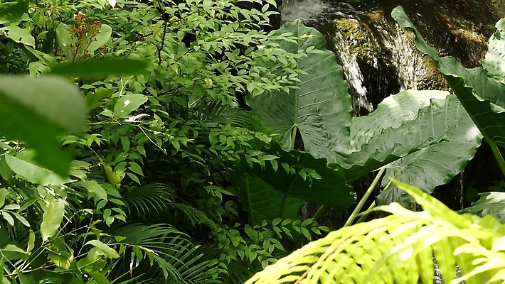 포토 JPG 해외이미지 주간 식물 공원 선 백그라운드 잎 꽃무늬 자연 열대 이끼 사람없음 야외 초록색 물 빛 강 평화 정원 계곡 침묵 봄 폭포 젖음 흐름 성장 물방울 신선 개울 숲 열대우림 분수 원예 보케 내추럴 이국적 파라다이스 그리너리 해외포토 자연요소 계절 공공시설 꽃 컬러 컨셉 무늬 취미 소리 생태계 파일형식 트랜드컬러 이미지허브