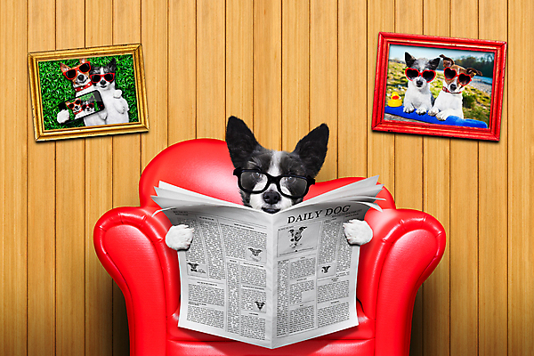 포토 JPG 해외이미지 동물 배너 종이 거실 비즈니스 텍스트 주택 감자 사람없음 반려동물 소파 검은색 공백 정보 잡기 유머 신문 뉴스 개 도서관 잡지 인쇄 시원함 테리어 스마트 읽기 문서 문학 페이지 언론 시트 고립 벙어리 지능 출판 표제 해외포토 교육 감정 컬러 컨셉 채소 의자 포유류 모션 건물 간행물 파일형식 이미지허브