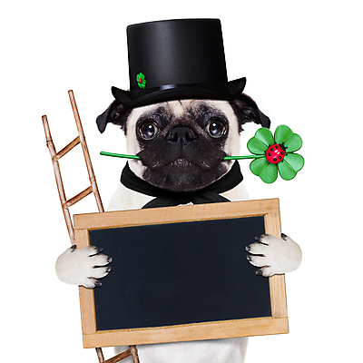 포토 JPG 해외이미지 동물 배너 기념일 행복 포스터 벽 잎 크리스마스 겨울 사다리 휴가 새로움 프레임 굴뚝 사랑 사람없음 반려동물 파티 칠판 공백 방 축하 인사 신용카드 4 행운 유머 개 클로버 12월 테리어 연도 무당벌레 판지 고립 미신 부적 쓸기 해외포토 식물 계절 감정 곤충 컨셉 포유류 이벤트 금융 숫자 도구 예절 날짜 파일형식 이미지허브